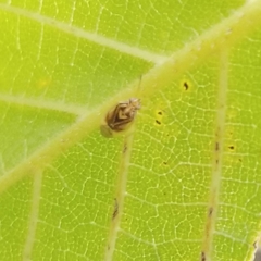 Tropidosteptes