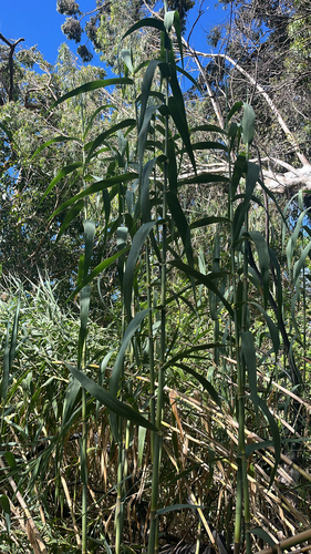 Arundo donax observed 2025-05-24