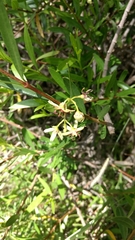 Periploca