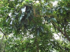 Aquilaria sinensis