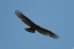 Pernis ptilorhynchus orientalis