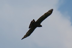 Pernis ptilorhynchus orientalis