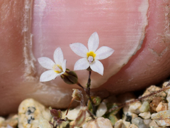 Nemacladus breviflorus