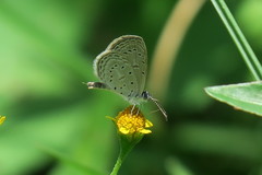 Zizula hylax pygmaea
