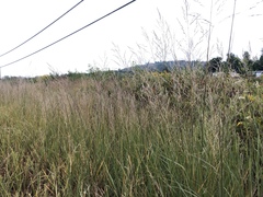 Sporobolus rigidus magnus