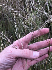 Sporobolus rigidus magnus