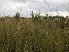 Sporobolus rigidus magnus