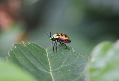Chrysocoris