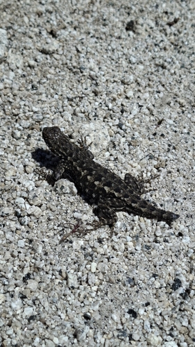 iNaturalist observation photo of Western Fence Lizard