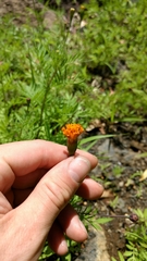 Tagetes erecta