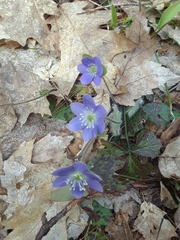 Hepatica acutiloba