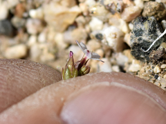 Nemacladus breviflorus