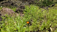 Tagetes erecta