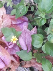 Calyptocarpus vialis
