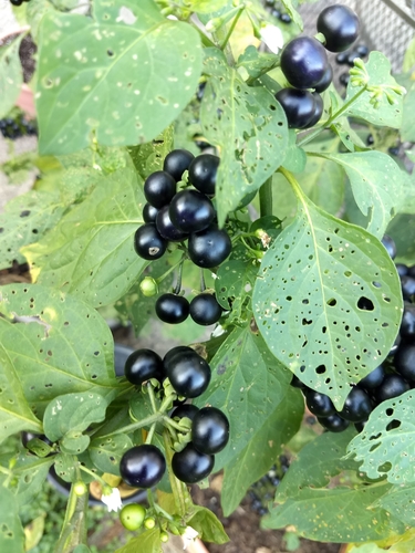 Solanum scabrum iNat (3)