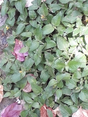 Calyptocarpus vialis
