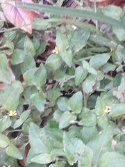 Calyptocarpus vialis