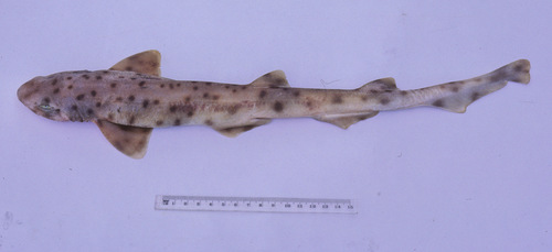 Orange spotted catshrak (Asymbolus rubiginosus) — Scyliorhinidae — 4