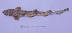 Asymbolus rubiginosus