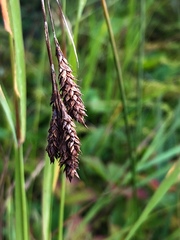 Carex atratiformis