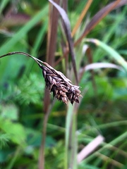 Carex atratiformis
