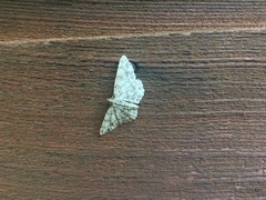 Aethalura intertexta