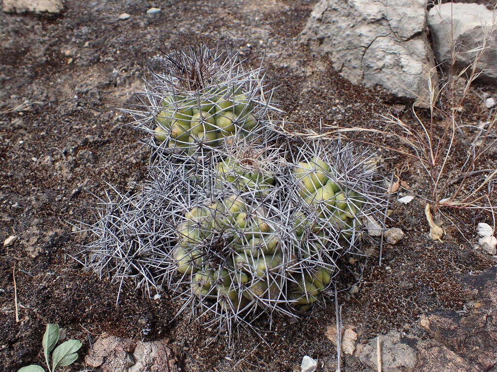 Matucana paucicostata