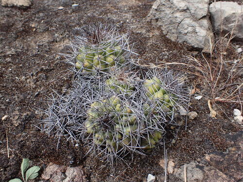 Cactus (Matucana paucicostata)