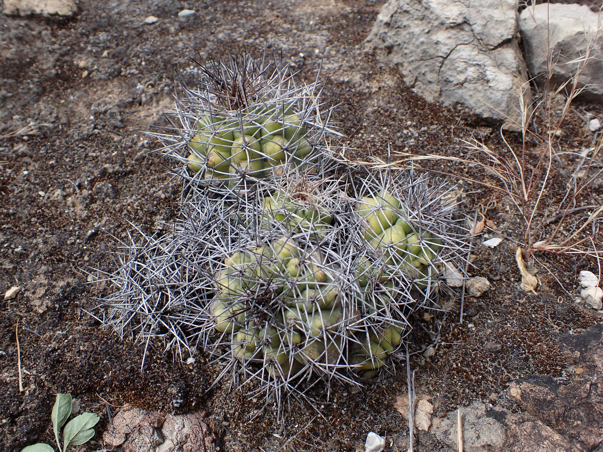 Matucana paucicostata