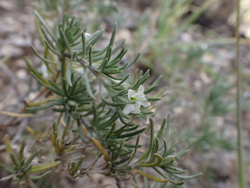 Lithospermum arvense iNat (2)