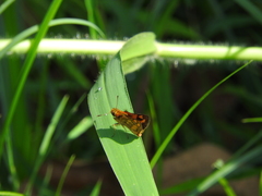 Taractrocera luzonensis