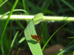 Taractrocera luzonensis