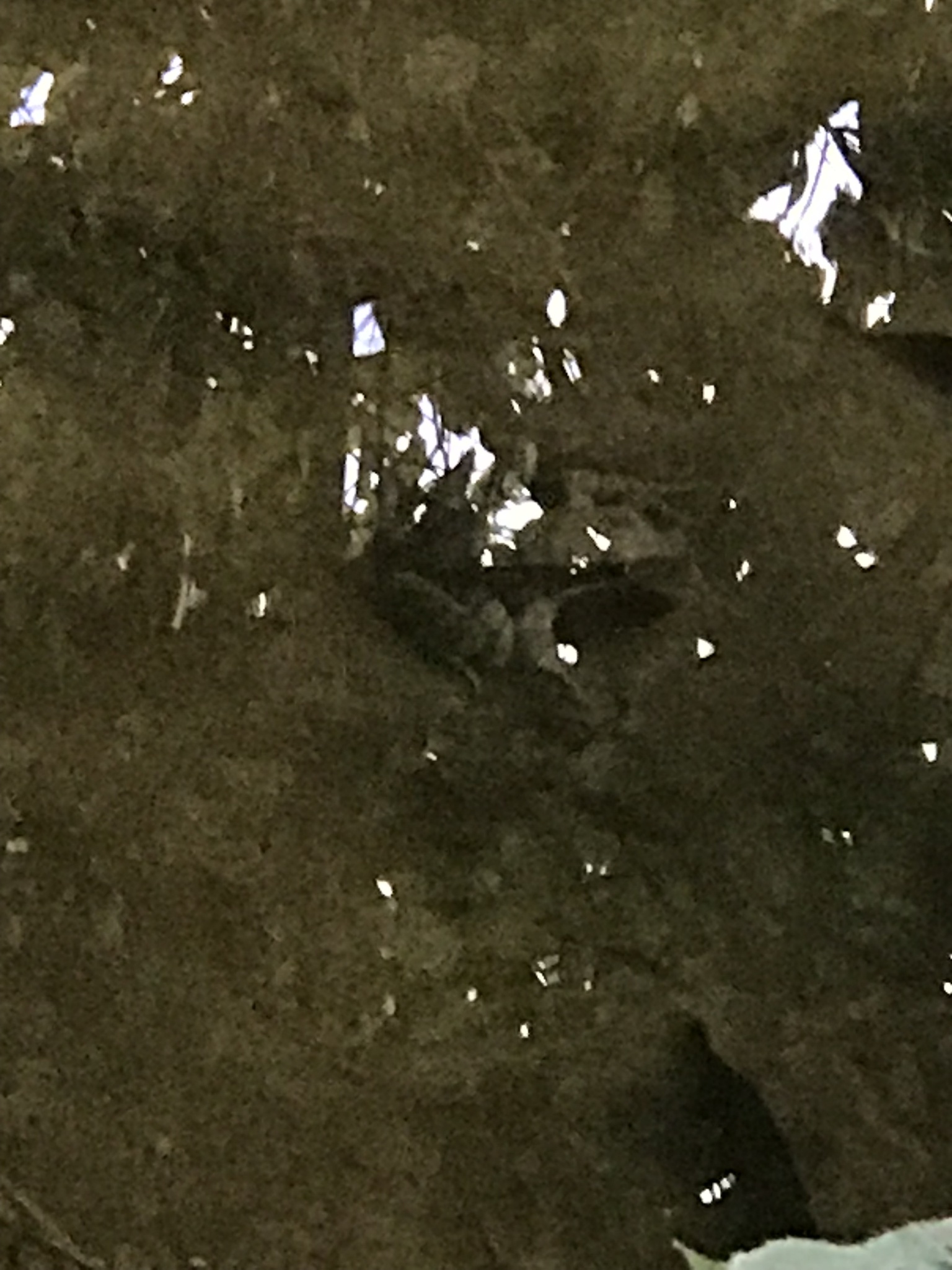 Sierra Madre Occidental Frog photo 4