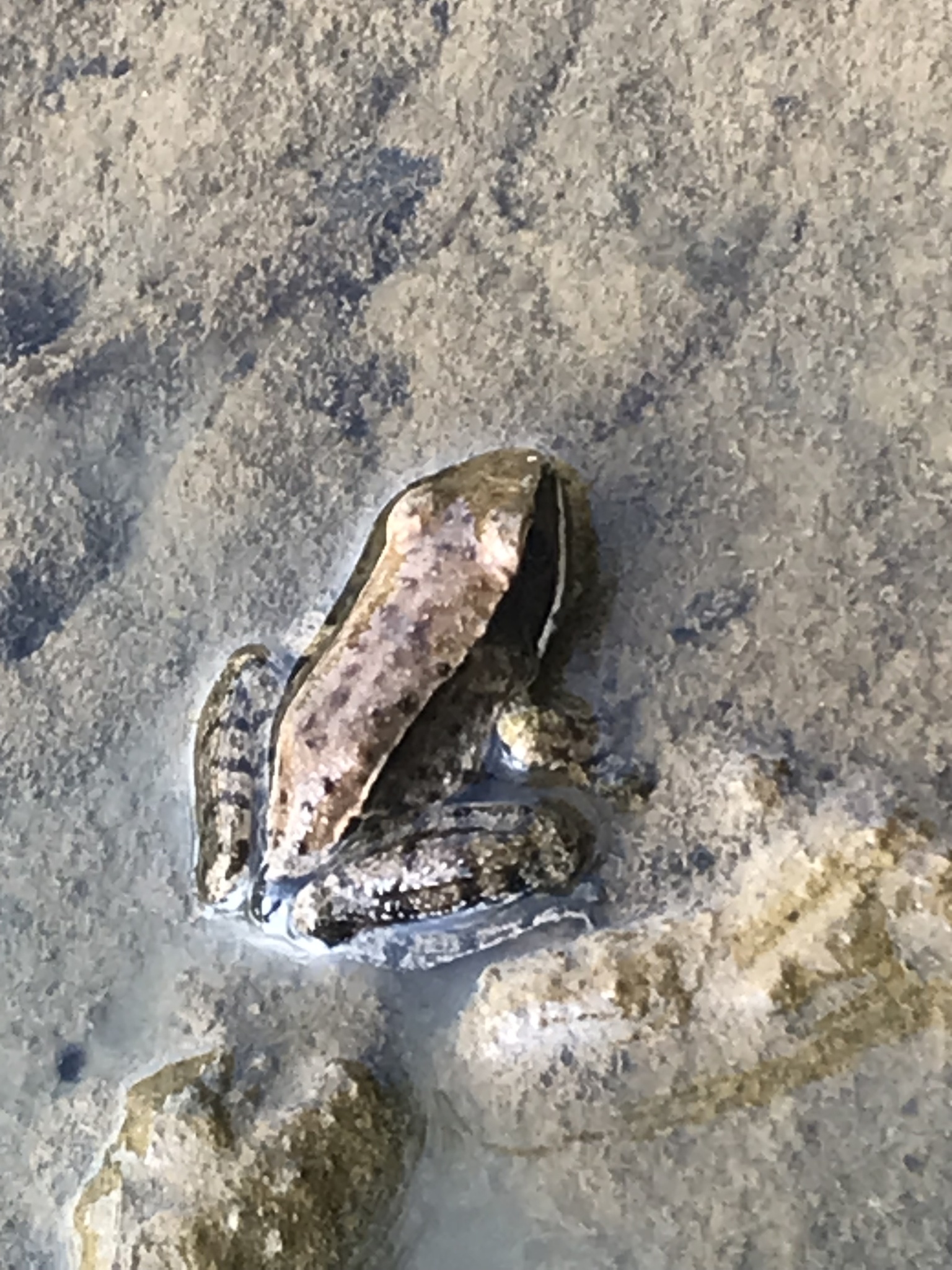 Sierra Madre Occidental Frog photo 3