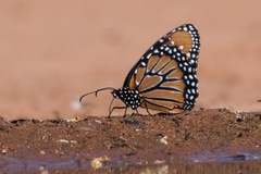 Danaus gilippus