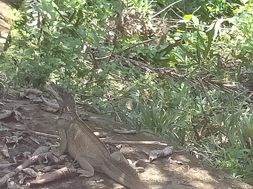 Hydrosaurus celebensis