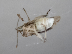 Harmostes fraterculus