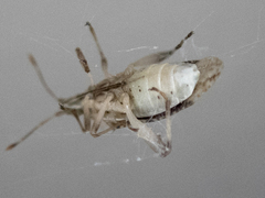 Harmostes fraterculus