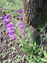 Penstemon campanulatus