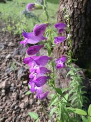 Penstemon campanulatus