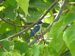 Todiramphus chloris collaris