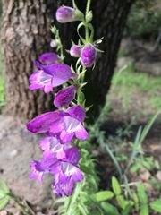 Penstemon campanulatus