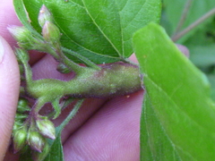 Procecidochares utilis