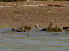 Calidris minuta
