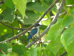 Todiramphus chloris collaris