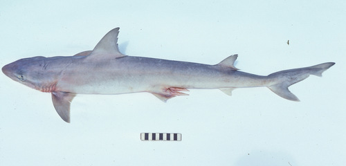 Zwartpunt-gladde haai (Hypogaleus hyugaensis) — Triakidae — 3