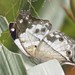 Clouded Mother-of-Pearl - Photo (c) shirdipam, some rights reserved (CC BY-NC), uploaded by shirdipam