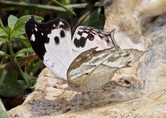 Protogoniomorpha anacardii anacardii