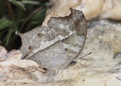 Protogoniomorpha anacardii anacardii