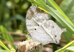 Protogoniomorpha anacardii anacardii